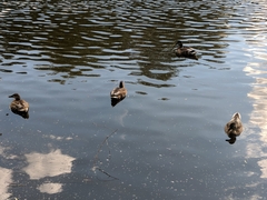 Anas platyrhynchos