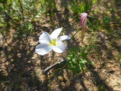 Oxalis argyrophylla