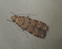 Pseudotelphusa paripunctella