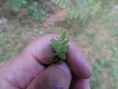Cruciata glabra