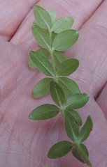 Cruciata glabra
