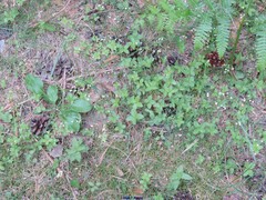 Galium rotundifolium