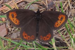 Erebia triarius