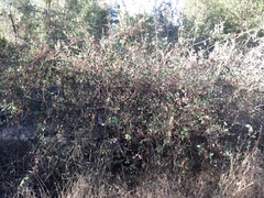 Lonicera interrupta