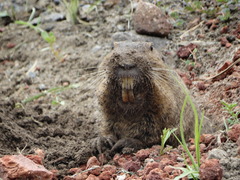 Cratogeomys fulvescens