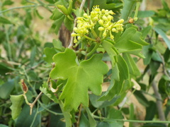 Cissus trifoliata