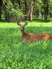 Odocoileus virginianus