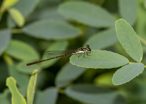 Fragile Forktail photo 3