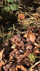 Sceloporus occidentalis