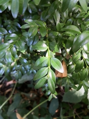 Buxus colchica