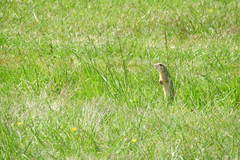 Spermophilus citellus