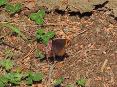 Erebia triarius