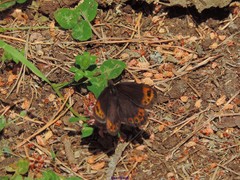 Erebia triarius