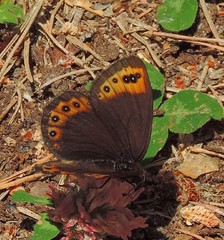 Erebia triarius