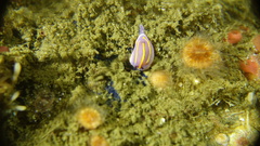 Felimida macfarlandi