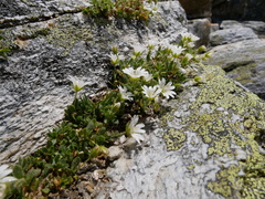 Cerastium uniflorum