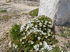 Moehringia ciliata