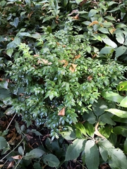 Buxus colchica