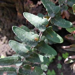 Astrolepis crassifolia