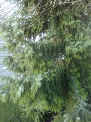 Picea