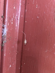 Neospintharus trigonum