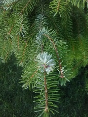 Picea