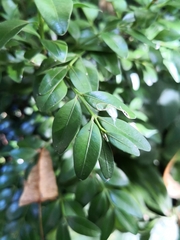Buxus colchica