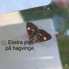 Pyrausta aurata