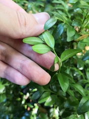 Buxus colchica
