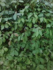 Euonymus