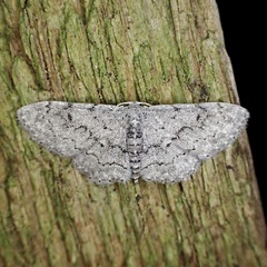 Idaea violacearia