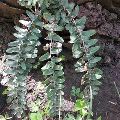 Astrolepis crassifolia