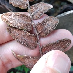 Astrolepis crassifolia