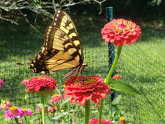 Papilio glaucus