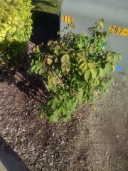 Euonymus