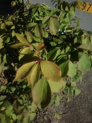 Euonymus
