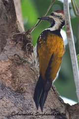 Dinopium benghalense