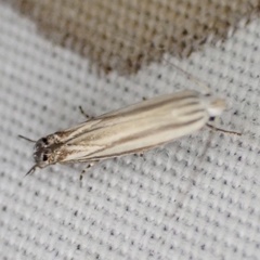 Polyhymno luteostrigella