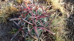 Ferocactus latispinus