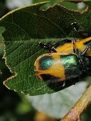 Monocesta ducalis