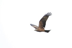 Milvus migrans