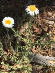 Erigeron oreophilus