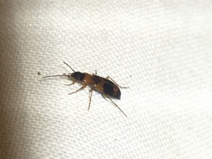 Badister neopulchellus