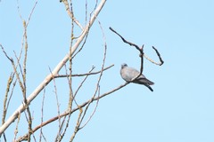 Columba oenas