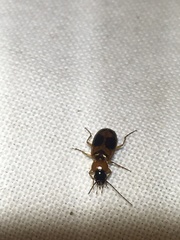 Badister neopulchellus