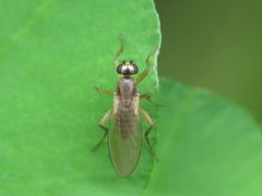 Lonchoptera lutea