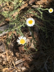 Erigeron oreophilus