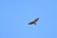 Buteo buteo