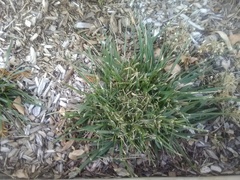 Poaceae