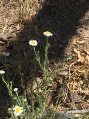 Erigeron oreophilus